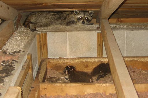 animals-in-attic