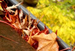 Leaves in the gutter
